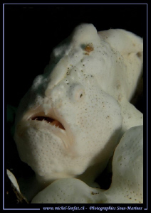 Face to Face with this beautiful white Frog Fish... in Le... by Michel Lonfat 